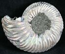 Quenstedticeras Ammonite Fossil With Pyrite #28384-1